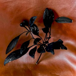 Black Cherry
