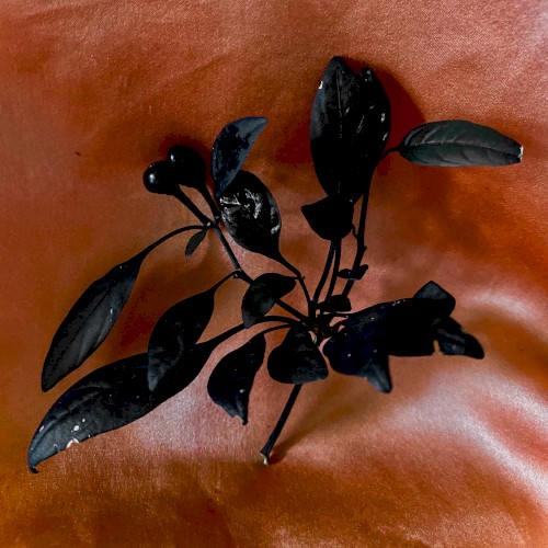 Black Cherry