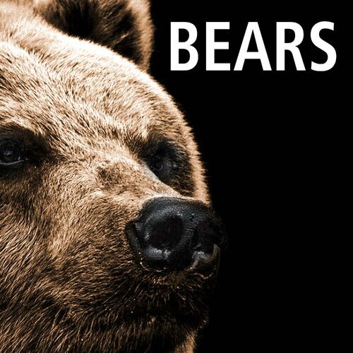 Song About Bears