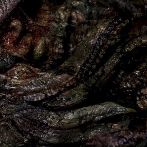 Exsciccation