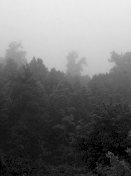 Twilight Fauna