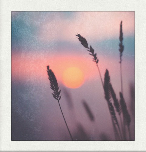 Hues of Amber & Rose