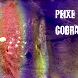 Peixe Cobra