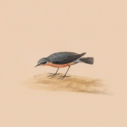 Robin