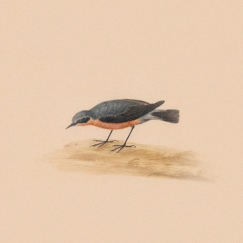Robin
