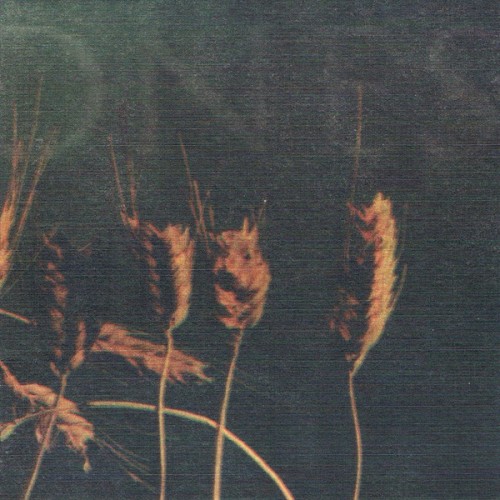 Alraune