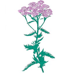 Music To Watch Seeds Grow By 009: Patricia Wolf (Yarrow)