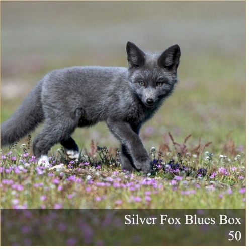 Silver Fox Blues Box 50