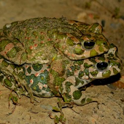 2 Frogs 2’s Day