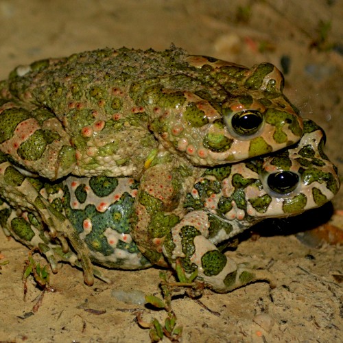 2 Frogs 2’s Day