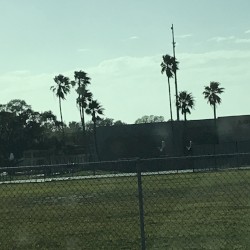 The Palm Tape