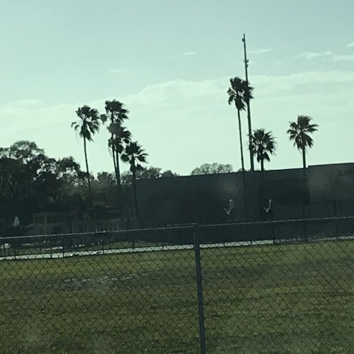 The Palm Tape