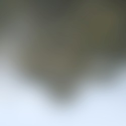 Dreamlight