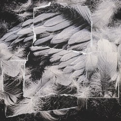 Albatros