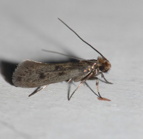 Braindead Moth