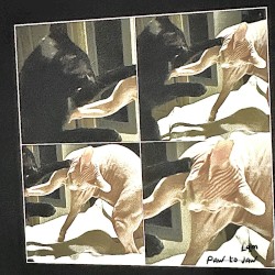 paw to jaw demos