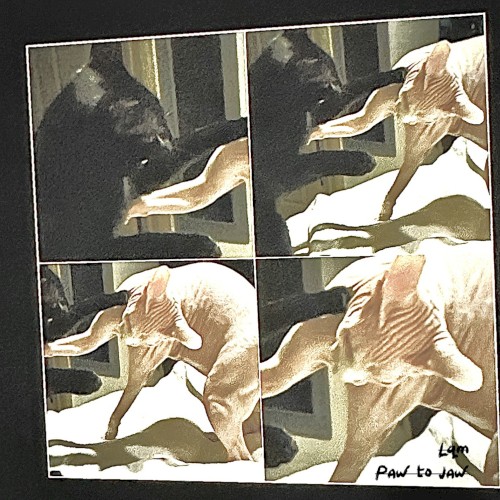 paw to jaw demos