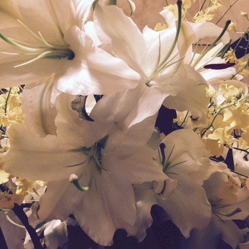 Magnolia EP