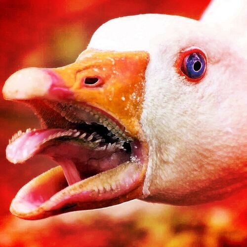 Untitled Goose Song