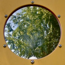 Gold Trees