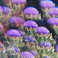 Fragmented Blossom