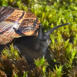 🐌