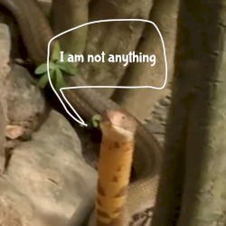 Snake Facts