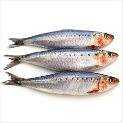 Sardine Tin