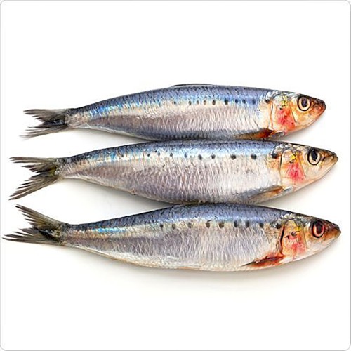 Sardine Tin