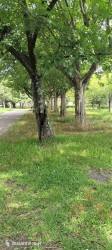 held field 03