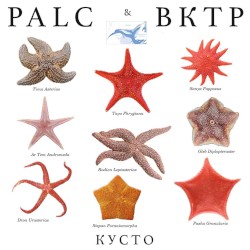 Кусто