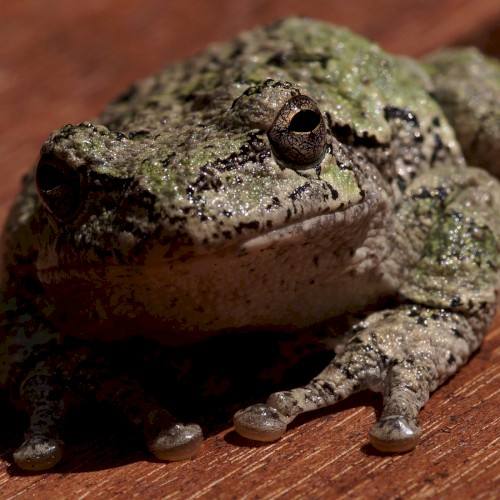Hyla chrysoscelis