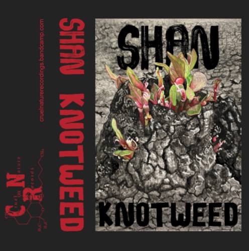 Knotweed