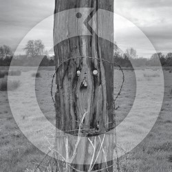 Live at Oto