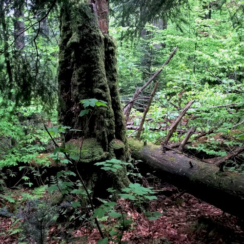 Secondary Succession