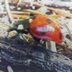 Ladybug November