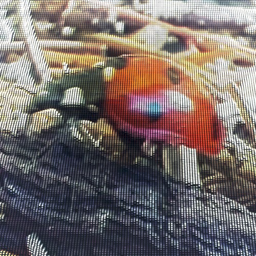 Ladybug November