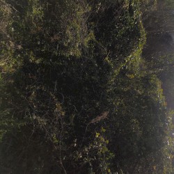 Rope Swing