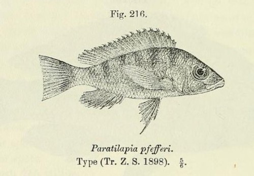 Gnathochromis pfefferi