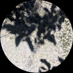MOA066