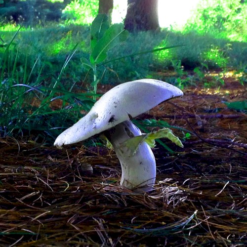 Mushrooms Are Alien Probes
