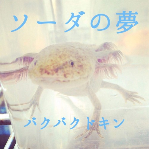 ソーダの夢