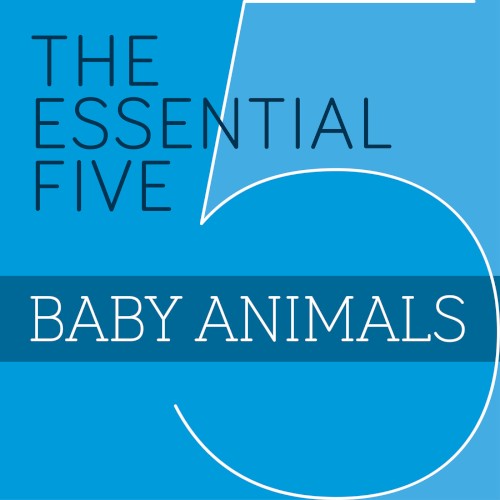 The Essential Five