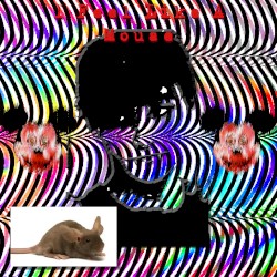I FEEL LIKE A MOUSE 5