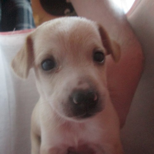 Baby Tator