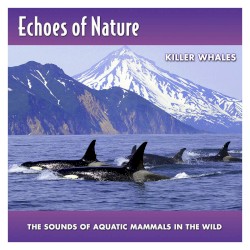 Echoes of Nature: Killer Whales
