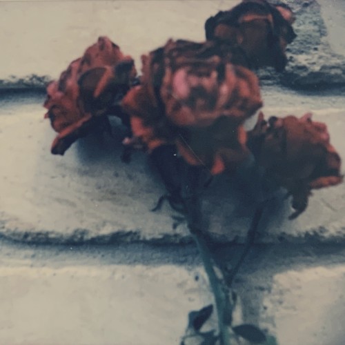 Dying in Your Arms