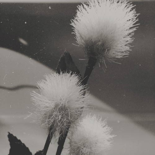 Presence, Volume 3