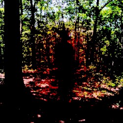 Mystical Forest