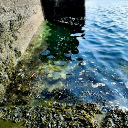 Pier